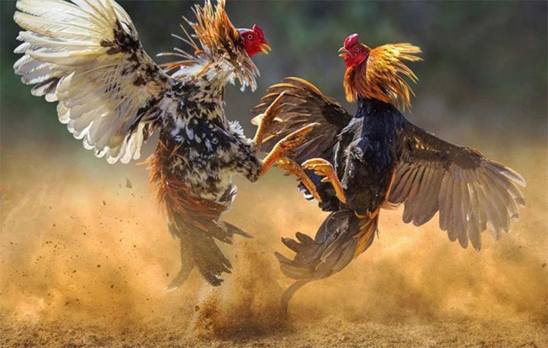 Cách chơi đá gà là việc người chơi tham gia giải trí và tìm kiếm vận may